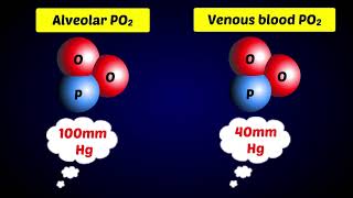 Alveoli  Gas Exchange [upl. by Selohcin]