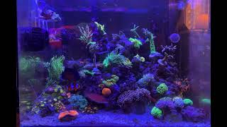 My Nano Reef tank [upl. by Allehc916]