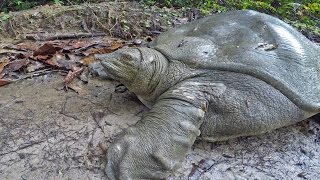 The discovery of a soft Turtle of the Nile Trionyx tri unguis in the Gabonese forest [upl. by Thilda253]