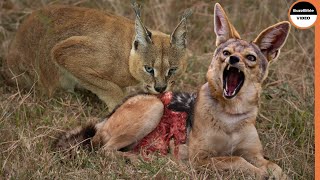 Jackals Are Vanquished By a Single Caracal [upl. by Philina82]