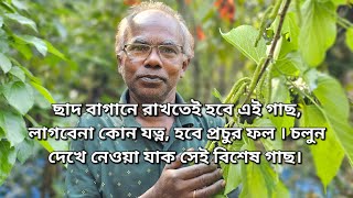 ছাদ বাগানে রাখতেই হবে এই গাছ লাগবেনা কোন যত্ন হবে প্রচুর ফল । চলুন দেখে নেওয়া যাক সেই বিশেষ গাছ। [upl. by Lehte]