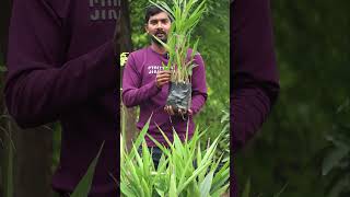 Yalakulu Plants  Elachi Plants  Spices Plants  Ashok Chakra Nursery  Kadiyam Abbai Shorts  239 [upl. by Arakaj]