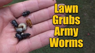 Lawn Grubs and Army Worms Take Action Now [upl. by Enellij436]