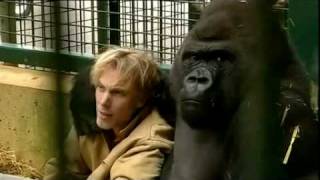 Gorilla Gorilla  Damian Aspinall amp Kifu at Howletts Wild Animal Park Kent [upl. by Ailliw]