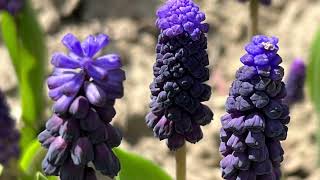 Muscari Latifolium  Bulbs for Fall Planting [upl. by Irrot]