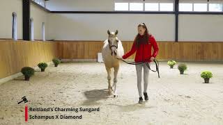 Reitland’s Charming Sungard Schampus x Diamond [upl. by Medeah536]