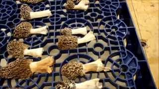 Drying and Storing Morel Mushrooms [upl. by Eanram]