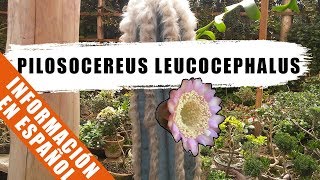 Pilosocereus leucocephalus  Cactus de la semana  by Desert plants [upl. by Eberle]