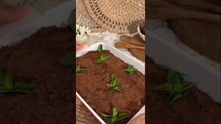 Potato cake in chocolate soil potatorecipe potatorecipes shortvideo shorts [upl. by Nitfa]