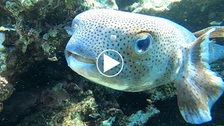 Exploration sous marine 3 minutes à la découverte du Diodon hystrix [upl. by Fransisco]