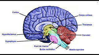 Lencéphale  Le système nerveux central [upl. by Bart85]