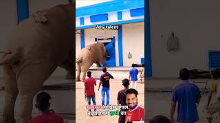 Very talented animals 😱 elephant animals funny youtubeshorts 😀 [upl. by Benjamen]