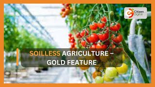 Kenya’s Gold  Soilless Agriculture – Gold Feature [upl. by Garibald]