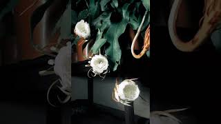 Brahma Kamal the Night Queen blooms  Timelapse flowers brahmakamal nature [upl. by Corinne893]