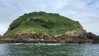 Pingüineras de Puñihuil en la Isla de Chiloé  Chile [upl. by Aneekat]