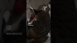 DELİNİN BİRİ 1 GÜN tomris catvideos KEDİ cat catlover cats [upl. by Einreb445]