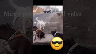 Los perros también reaccionan a videos de perros videoshors [upl. by Akemahs]