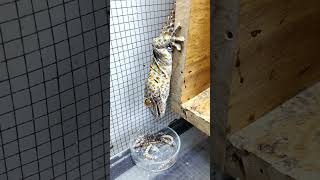 Tokay Gecko Eats Superworms phucsanimalhouse gecko tuko [upl. by Worra]