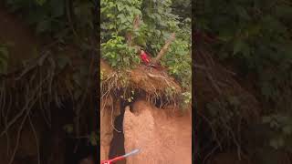 Ocelote cazando un guacamayo en reserva peruana [upl. by Groeg]