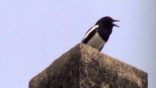 An oriental Magpie Robin known as Doyel Pakhi in Bengali Calling near our house in Kolkata [upl. by Eetnahs]