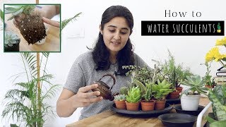 All You Need to Know About Watering Succulents [upl. by Eliak]