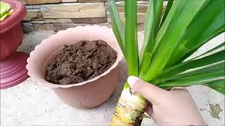 Yucca Propagation from Cuttings [upl. by Isidora]