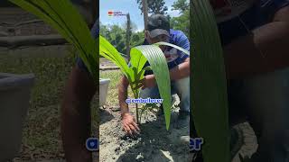 Sembramos más de 100 palmas de coco en la desembocadura del río Canalete y en Playa Verde🌴🥥 [upl. by Aubin]