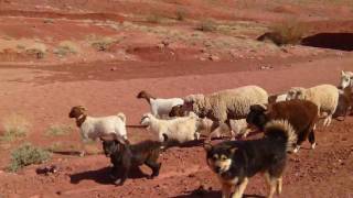 Navajo Herder With Goats and Sheep [upl. by Glarum528]