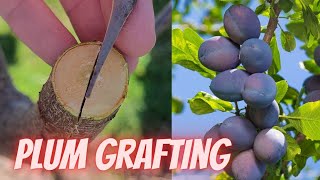 How to graft plum trees [upl. by Lipp]