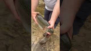 Giant Rainbow tagged Trout West Virginia trout fishing Three Forks Creek [upl. by Sandie]