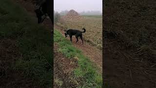 Mon chien et les betteraves chien champs [upl. by Adnav]