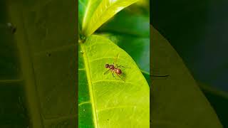 Ensign fly nature insect behavior video species habitat creature macro viralsong love [upl. by Pepper]