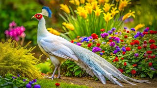 Bird Garden  Colorful Birds  Breathtaking Nature Wonderful Bird Songs  Stress Relief and Healing [upl. by Johannah699]