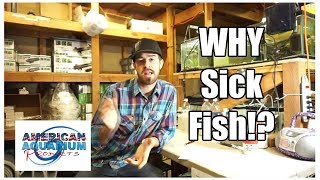 Why Sick Fish Fish Diseases  Fungus on Fish amp Ich Fish etc [upl. by Grogan]