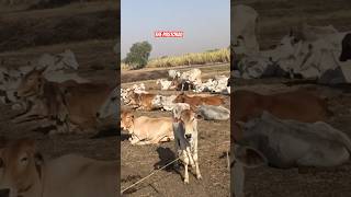 🐮🌾मतखंडात मथुरा लमाण यांची शेतात गाय बांधण्याची पद्धत  Mathura Laman cattle shorts cow [upl. by Aletta]