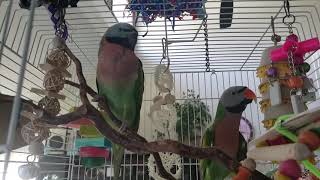 Moustache Parakeets Vocal Interactions [upl. by Ycnej]