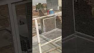 Kabuter Bahir nikal DiyeAj pala mar diya kabuterbazi pigeon birds khokarpigeonclub viralvideo [upl. by Zaraf]