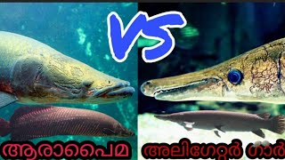 Arapaima vs Alligator gar comparison video [upl. by Aretina]