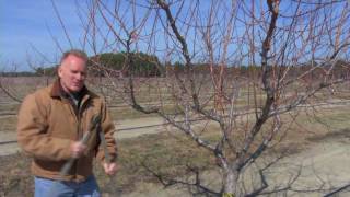 Pruning a Mature Peach Tree [upl. by Llebiram]