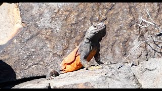 Chuckwalla Lizard Doing PushUps [upl. by Truitt541]