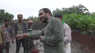 Proper Method of Areca Nut Plantation [upl. by Atirat]