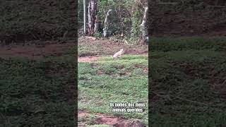 Animais da Roça e seus nomes  o que acham  pecuariaapastodoseculo21 cavalo horse fazenda [upl. by Caffrey750]