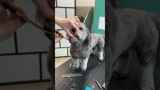 Havanese dog face trim [upl. by Beedon]