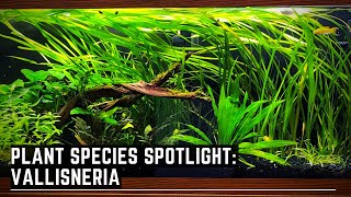 Plant Species Spotlight  Vallisneria  How to care for Vallisneria [upl. by Magnum]