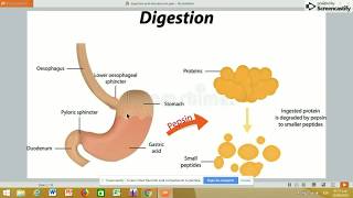 📌DIGESTIÓN DE PROTEÍNAS CASEINATRIPSINA💥BIOQUÍMICA 💛PARTE 1 [upl. by Anialahs]