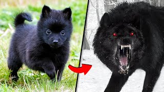 Before amp After Animals Growing Up Incredible Animal Transformations [upl. by Rudwik]