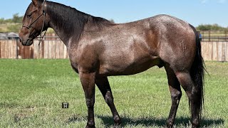 Blueboy Danny Boy  2021 AQHA Gelding [upl. by Aikemahs]