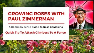 Quick Tip To Attach Climbing Roses To A Fence [upl. by Jeavons]