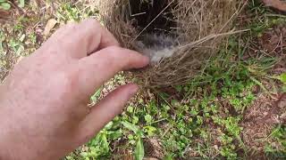 Redbrowed finch nest [upl. by Cheke]