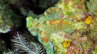 Caribbean Reef Octopus camouflage [upl. by Lauber229]